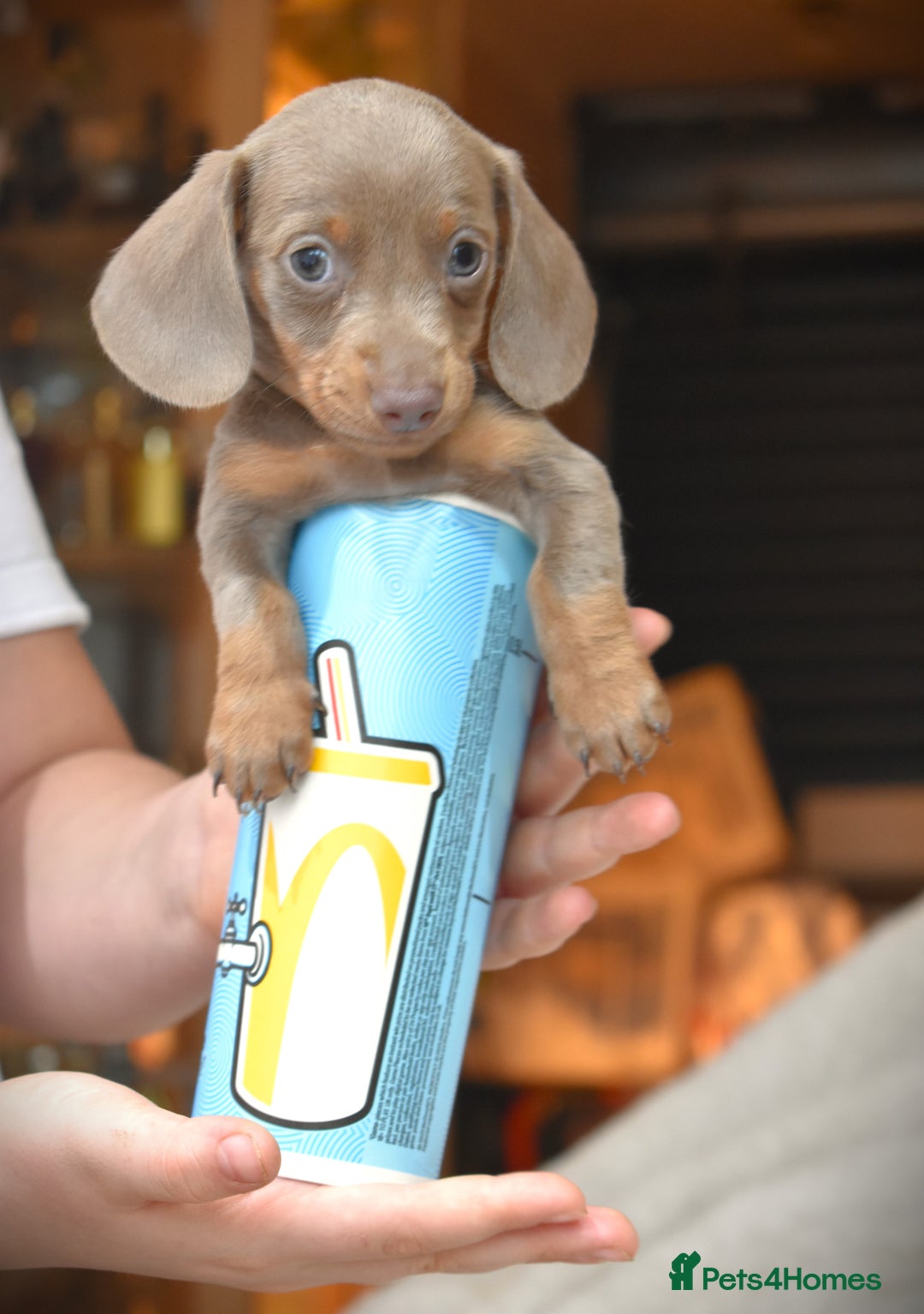Dachshund dogs for sale: true miniature dachshund puppies  - Image 3