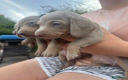 Dachshund dogs for sale: Beautiful dachshund puppies  - Image 15