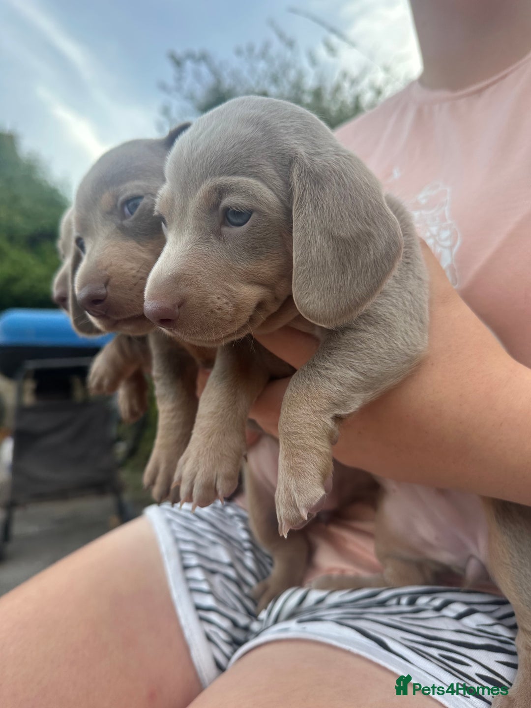 Dachshund dogs for sale: Beautiful dachshund puppies  - Image 15