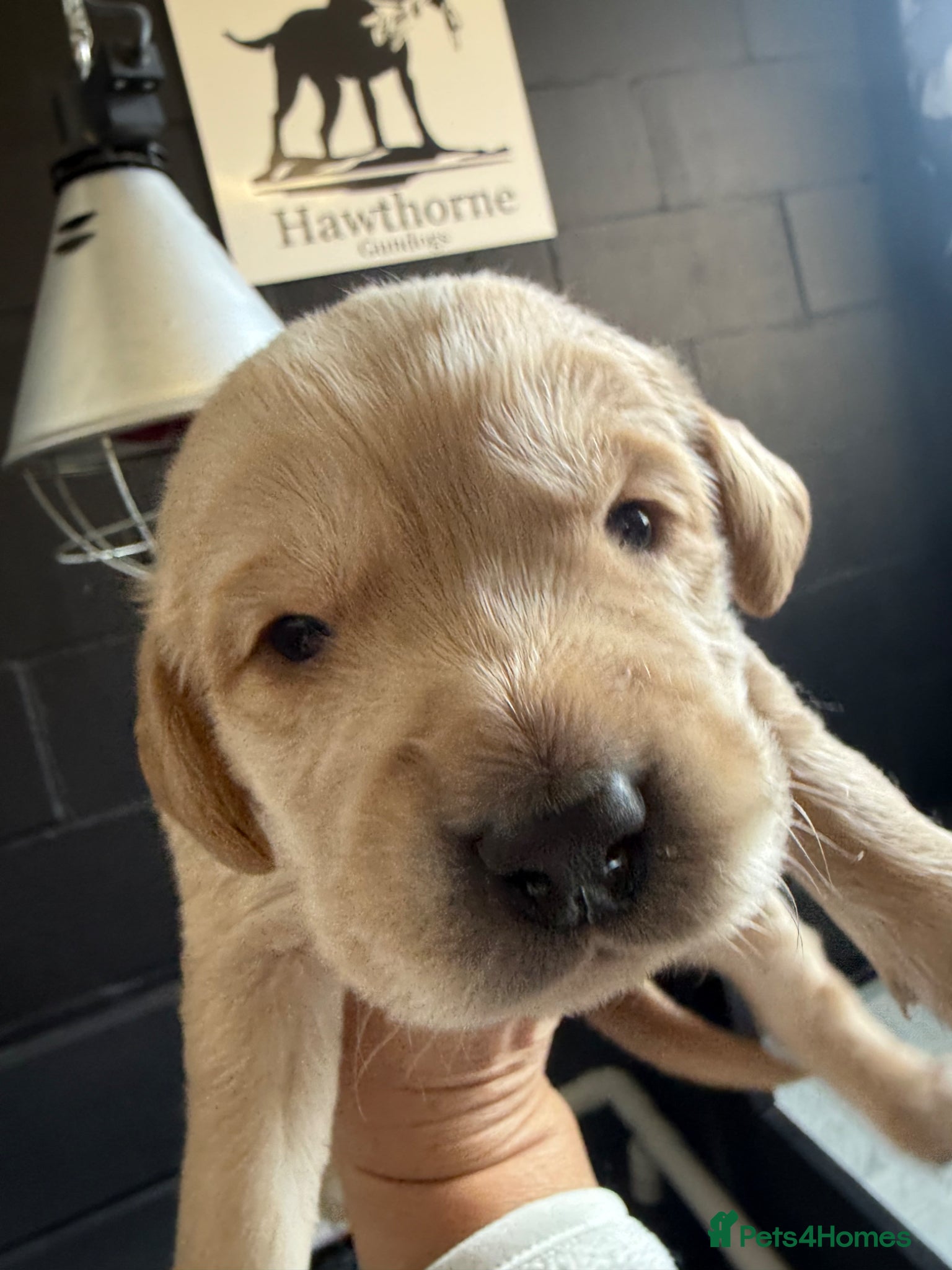 Cockerdor dogs F1 Cockerdor Puppies  - Advert 3