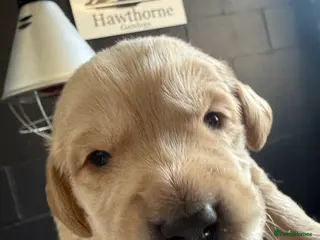 Cockerdor dogs F1 Cockerdor Puppies - Advert 3