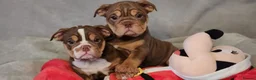 Mixed Breed dogs for sale: Beautiful Bulldogs of various colours in Deeside - Advert 11