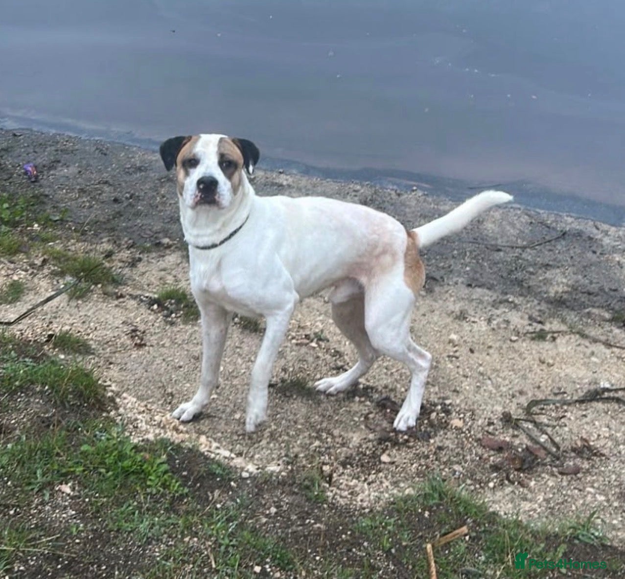 Mixed Breed dogs buddy - Advert 12