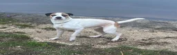 Mixed Breed dogs for sale: buddy - Advert 1