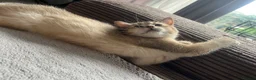 British Shorthair cats for sale: One golden British shorthair for sale. - Advert 6