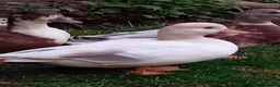 Ducks poultry for sale: 2x Beautiful Bonded Female Call Ducks  - Advert 6