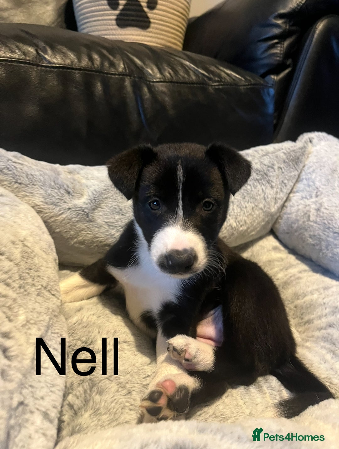 Border Collie dogs for sale: Lovely litter of 6 border collie puppies - Advert 13