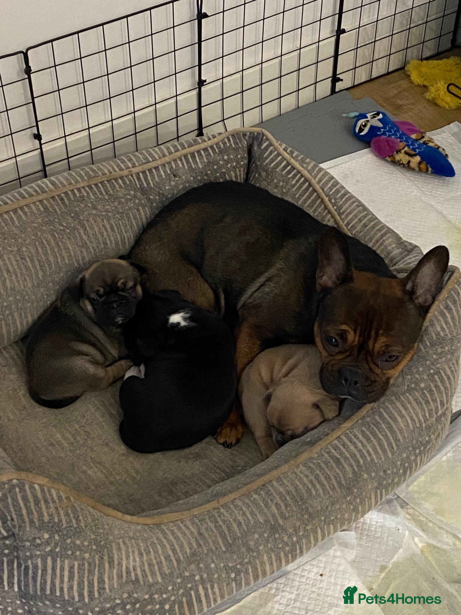 Frug dogs 2 brother frenchie pugs for sale  - Advert 13