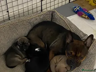 Frug dogs 2 brother frenchie pugs for sale - Advert 13