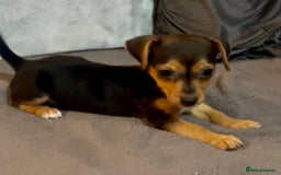 Jack Russell dogs for sale: 🌈 Rare Coloured Old Fashion Type Jack Russel’s 😂 - Image 4