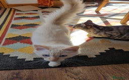 Ragdoll cats for sale: Mother and Son - Image 2