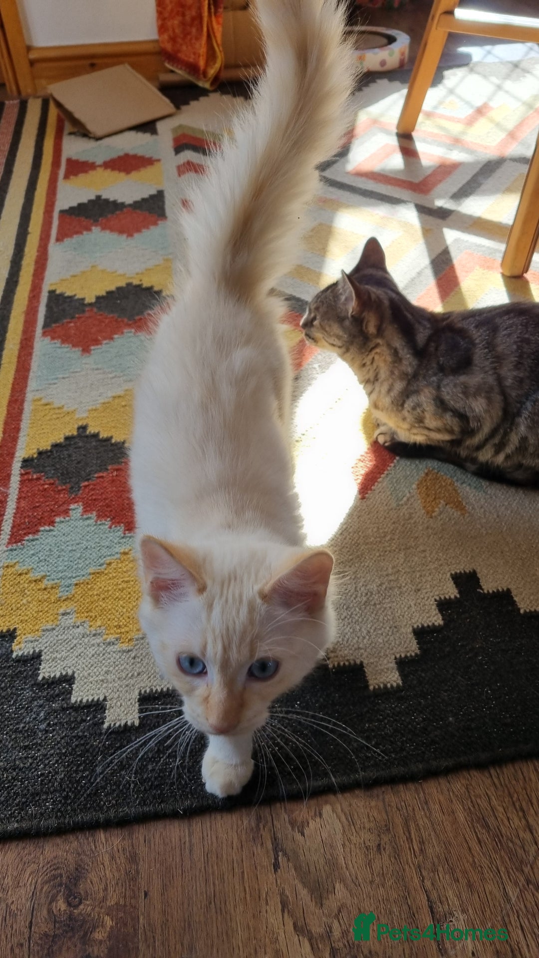 Ragdoll cats for sale: Mother and Son - Image 2
