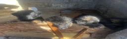 German Shepherd dogs for sale: 5 puppies Geman shepherd long hair - Advert 12