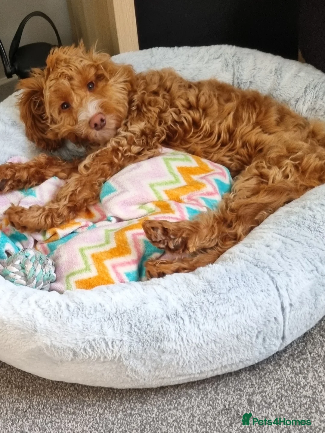 Cockapoo dogs for sale: F1 Cockapoo for sale in Oldbury - Advert 5