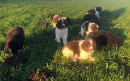 Newfoundland dogs for sale: Outstanding Newfoundland Puppies - Advert 9