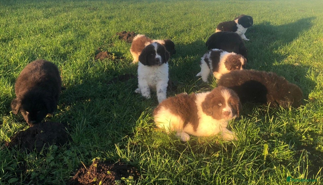Newfoundland dogs for sale: Outstanding Newfoundland Puppies - Advert 9