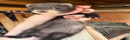 Ferret rodents for sale: European polecat x ferret kids - Advert 3