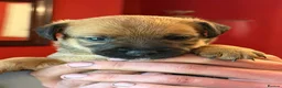 Mixed Breed dogs for sale: Gorgeous Border Jack Puppies - Advert 21