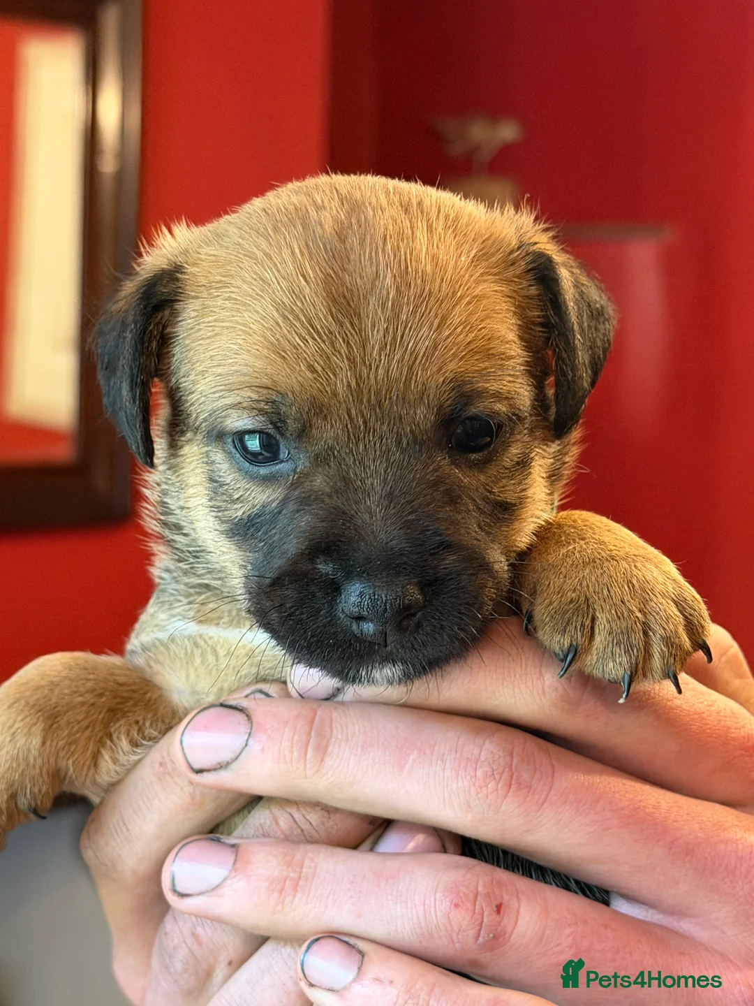 Mixed Breed dogs for sale: Gorgeous Border Jack Puppies - Advert 21