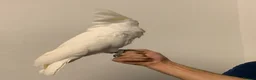 Cockatoo birds for sale: Tame Umbrella Cokato female  - Advert 2