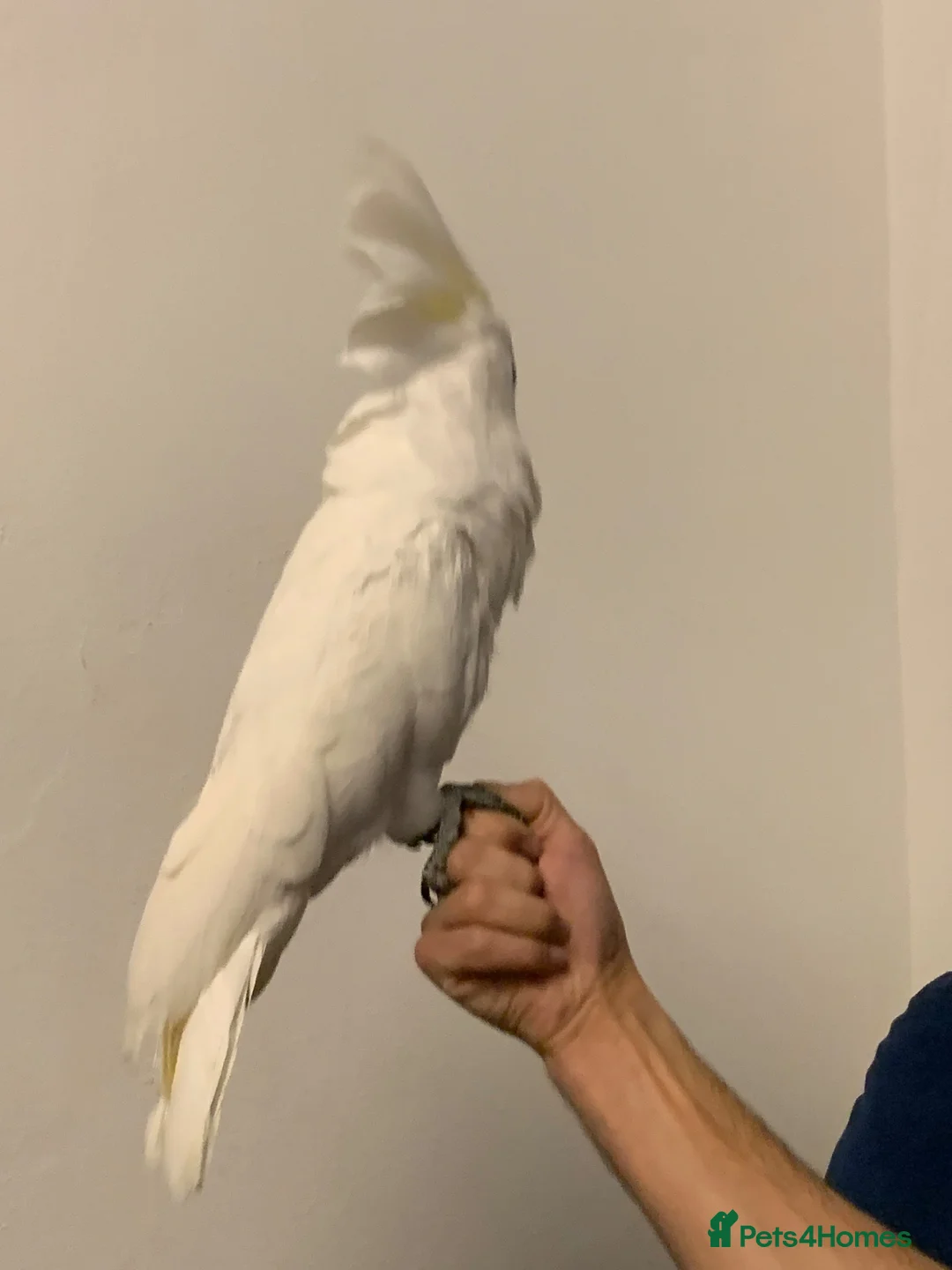 Cockatoo birds for sale: Tame Umbrella Cokato female  - Advert 2