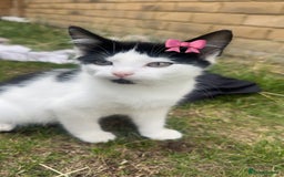Mixed Breed cats for sale: Cute kitten  - Image 3