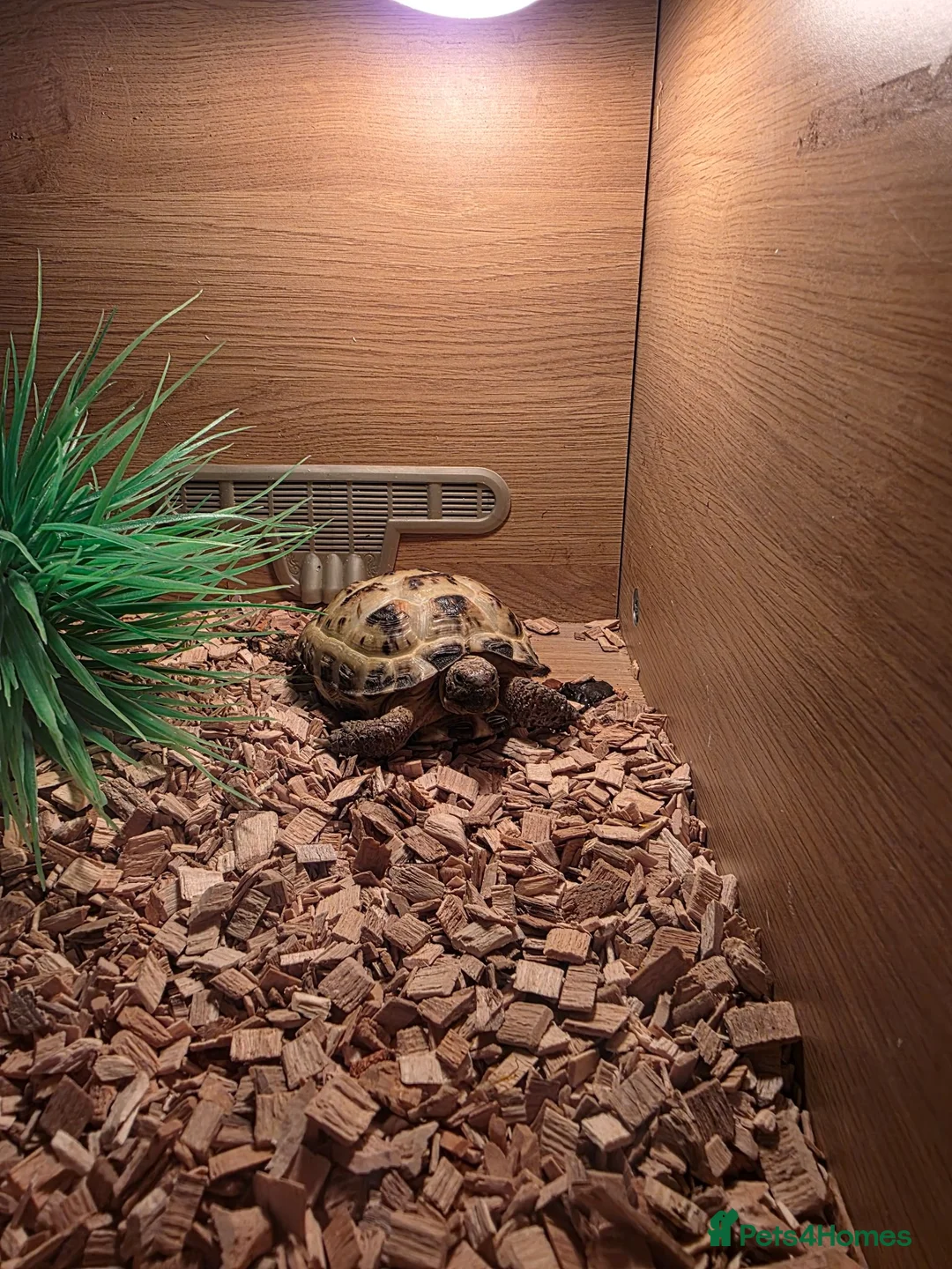 Hermann Tortoise reptiles for sale: Horsefield turtoise in Exmouth - Advert 2