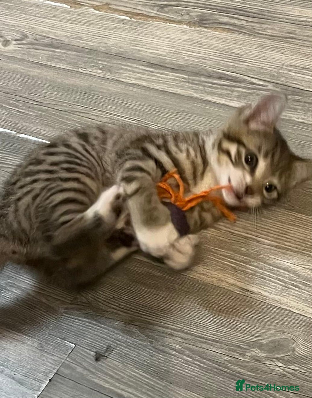 Mixed Breed cats for sale: Tabby kittens  - Image 7