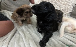 Mixed Breed dogs for sale: Adorable Cockerchons Fluffy, Low-Shed Wonders! - Image 32
