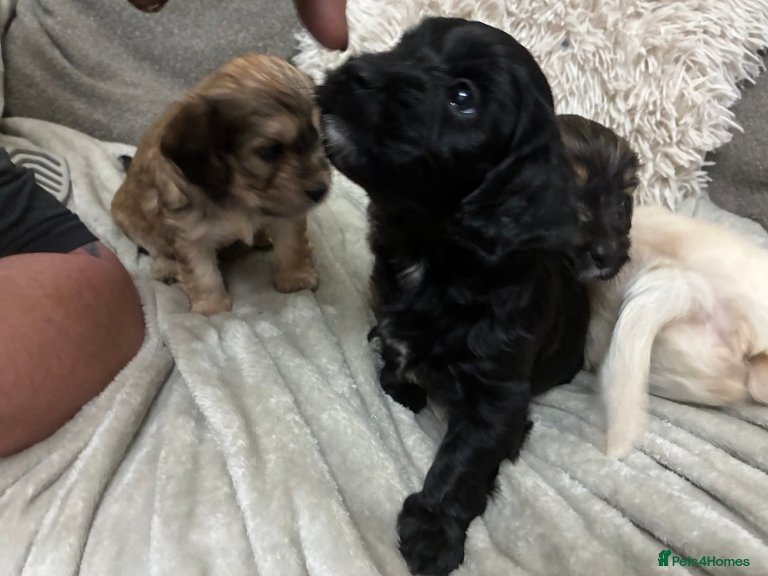 Mixed Breed dogs for sale: Adorable Cockerchons Fluffy, Low-Shed Wonders! - Image 32