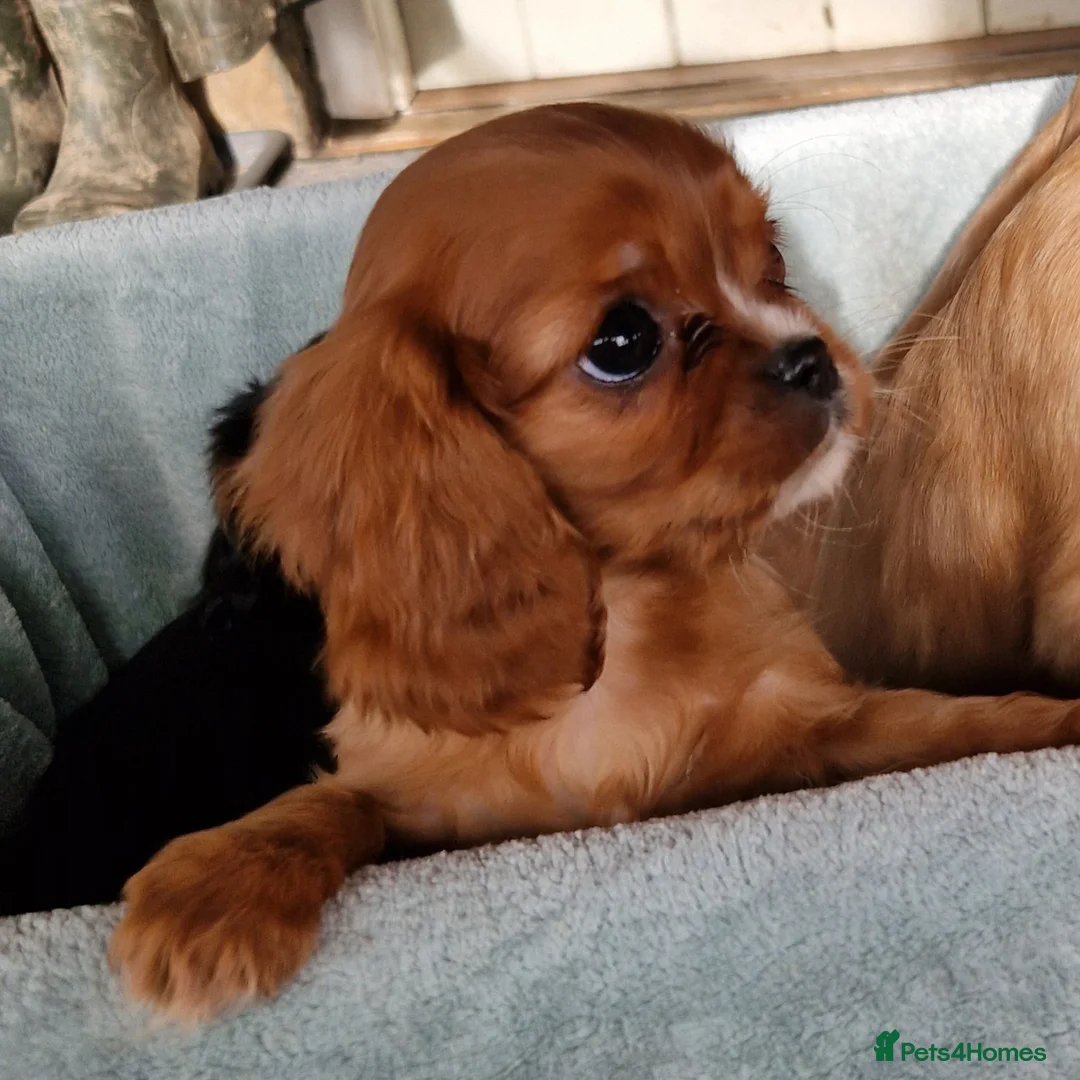 Cavalier King Charles Spaniel dogs for sale: Beautiful CKCS babies  - Advert 9