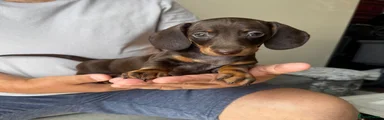 Dachshund 3