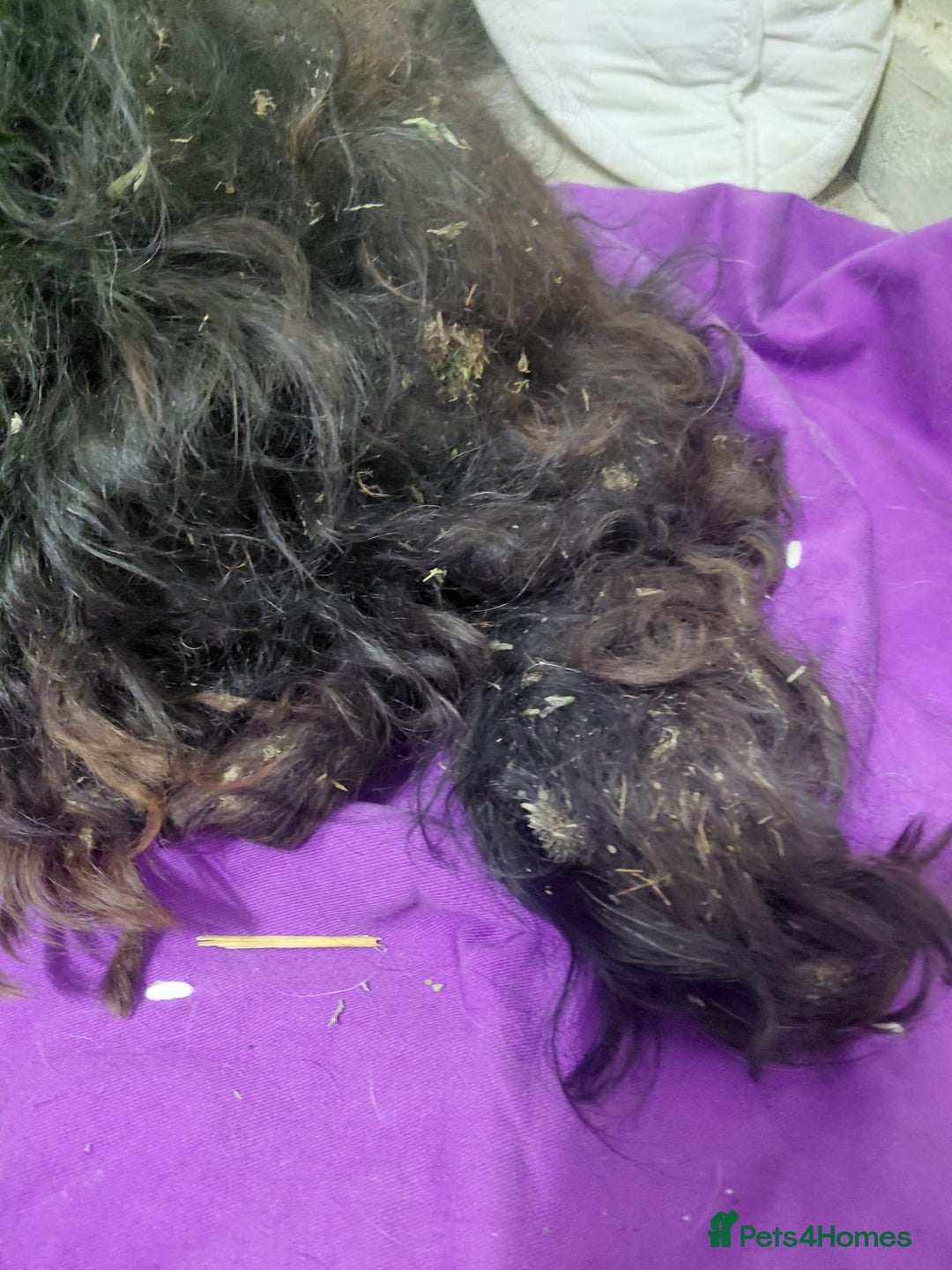 Mixed Breed dogs for adoption: 💛 BRINDY - A Sweet Little Black Velvet Girl 💛🐾 - Advert 15