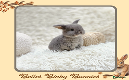 Mini Lop rabbits for sale: 🧡 Baby Mini Lops 🧡 Ready 22nd Oct 🧡 - Image 4