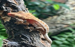 Gecko reptiles for sale: Baby Lilly White Crested Geckos - Image 9
