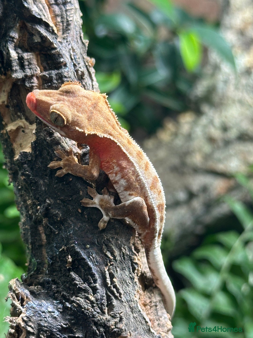 Gecko reptiles for sale: Baby Lilly White Crested Geckos - Image 9