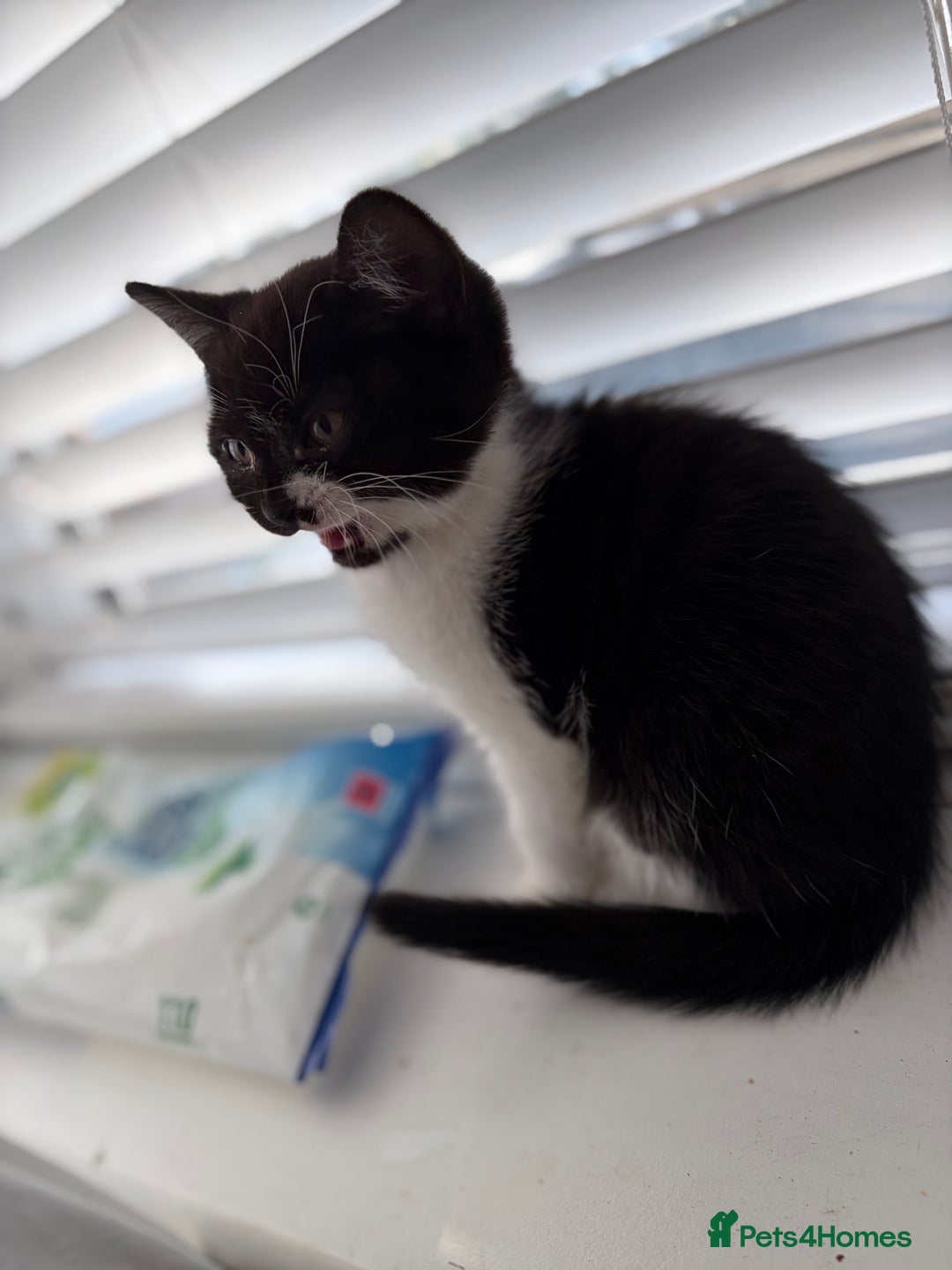 British Shorthair cats for sale: kittens liverpool - Advert 6