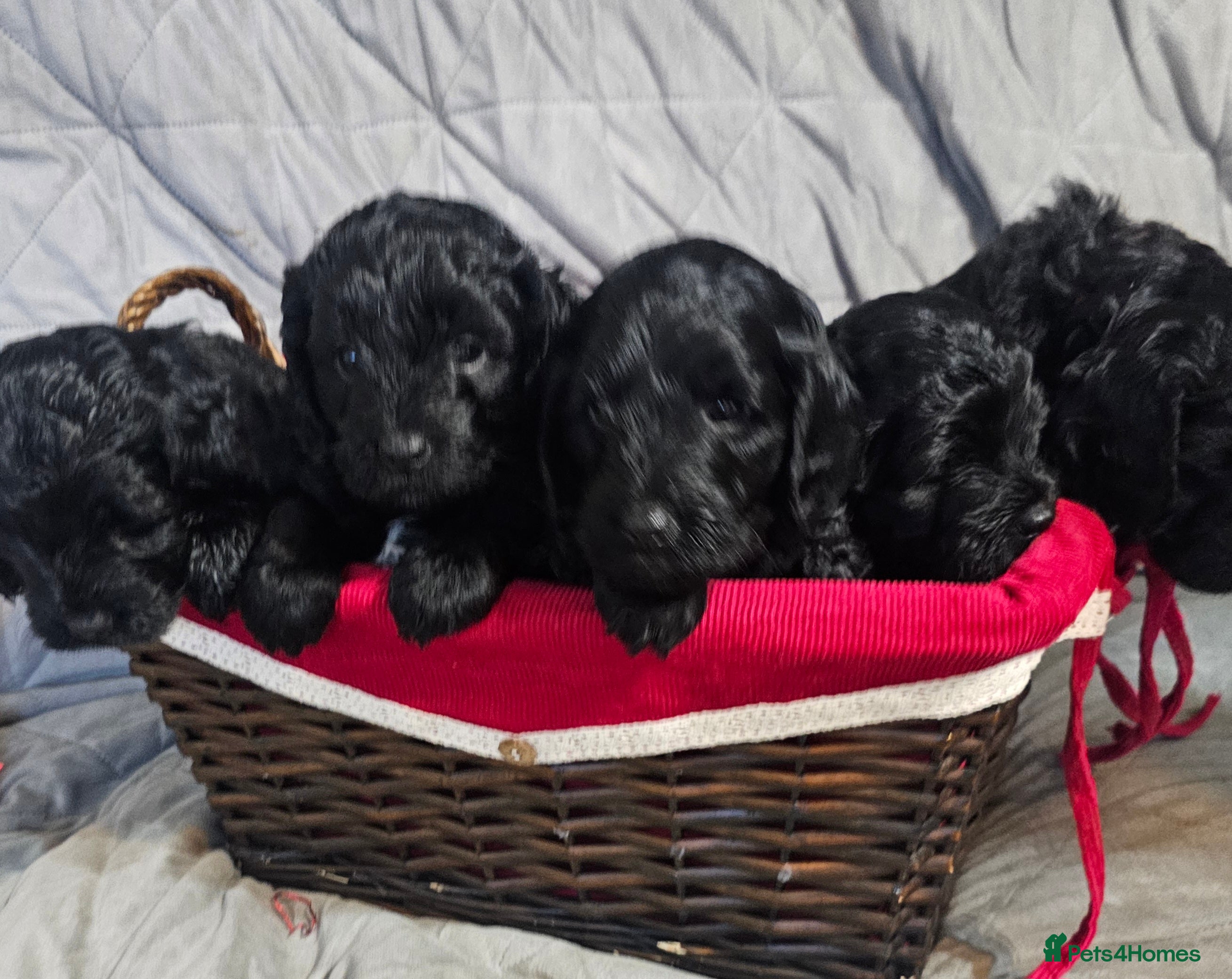 Cockapoo dogs STUNNING COCKAPOO PUPPIES READY 22nd DECEMBER  - Advert 9