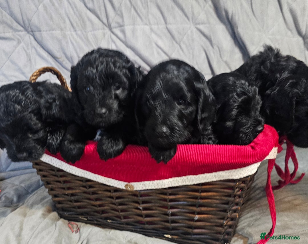 Cockapoo dogs for sale: STUNNING COCKAPOO PUPPIES READY 22nd DECEMBER  - Advert 1