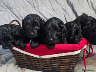 Cockapoo dogs STUNNING COCKAPOO PUPPIES READY 22nd DECEMBER - Advert 9