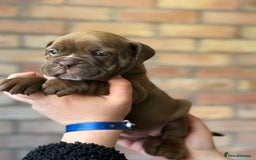 Mixed Breed dogs for sale: Bulldog de Bordeaux  - Image 29