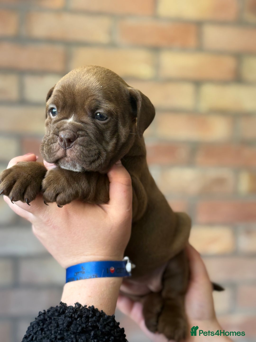 Mixed Breed dogs for sale: Bulldog de Bordeaux  - Image 29