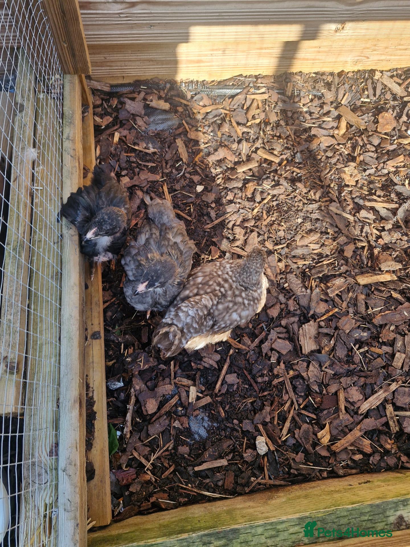 Mixed Breed poultry for sale: Quails and mixed chicks - Advert 1