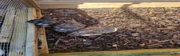 Mixed Breed poultry for sale: Quails and mixed chicks - Advert 1