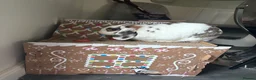 Mini Lop rabbits for sale: 2 sister mini lops  - Advert 3