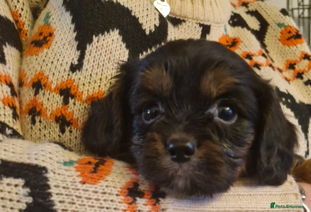 Cavalier King Charles Spaniel dogs for sale: KC Cavalier King Charles ÐNA tested parents  - Image 8