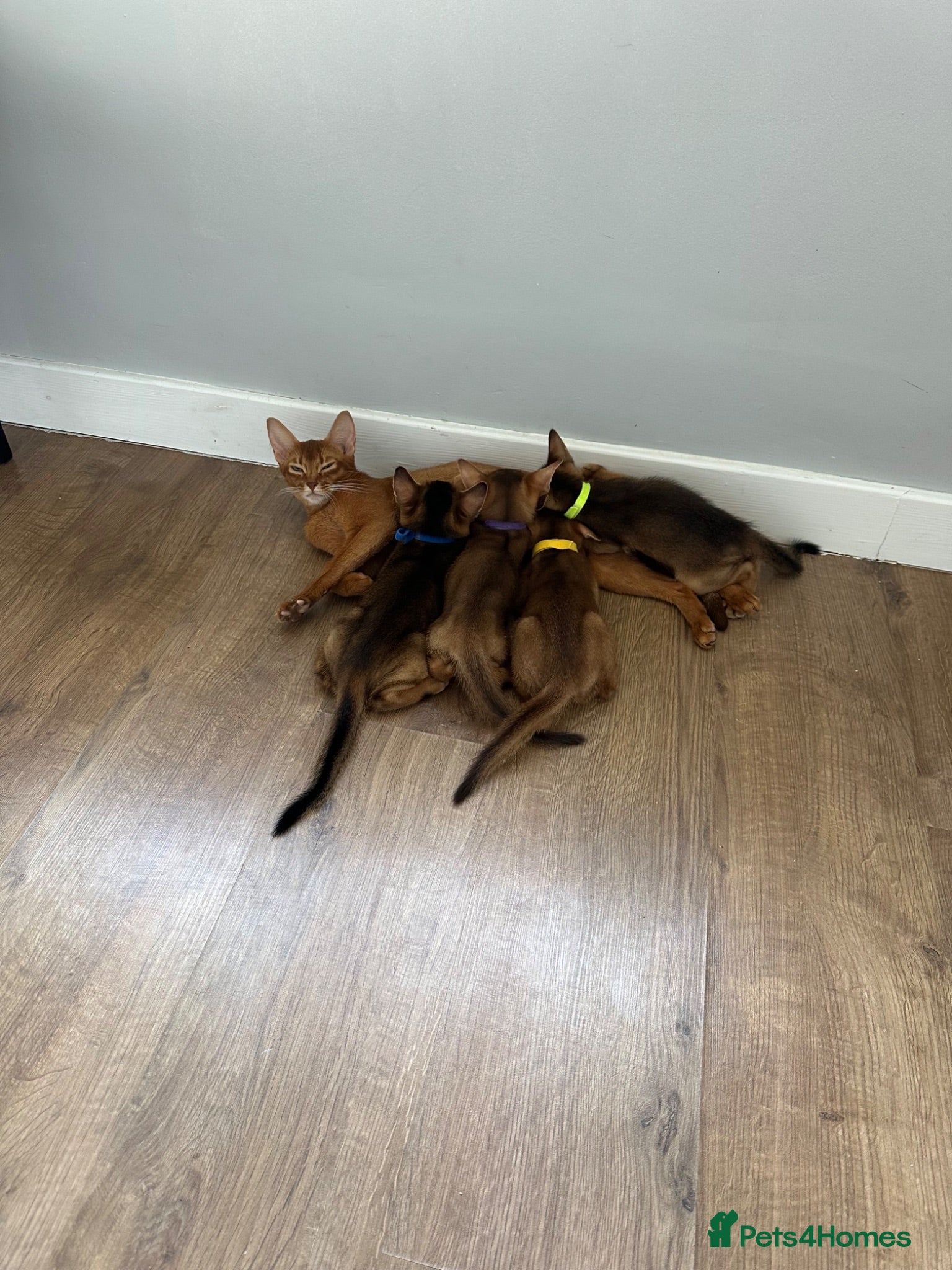 Abyssinian cats Abyssinian kittens  - Advert 2