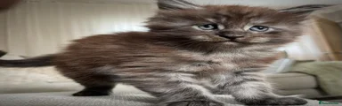 Maine Coon Kitten 2