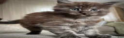 Maine Coon cats for sale: 3 maine coon kittens  - Advert 8