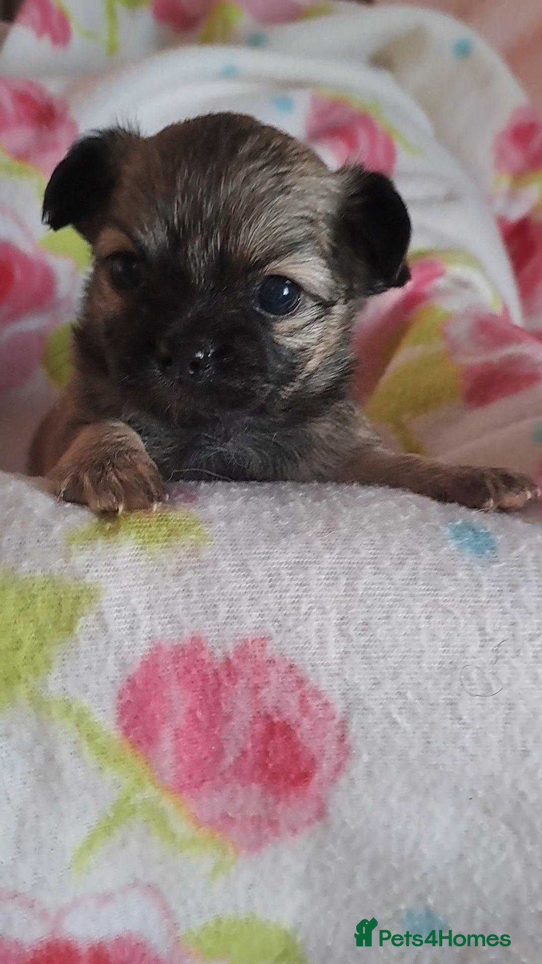 Chihuahua dogs for sale: Long Coat Chihuahua puppies for sale - Advert 7